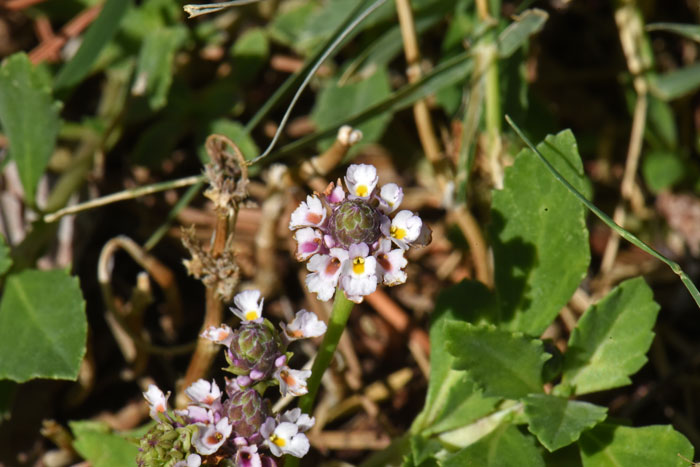 Turkey Tangle Fogfruit has small but showy flowers of white, pink and/or reddish. Phyla nodiflora 